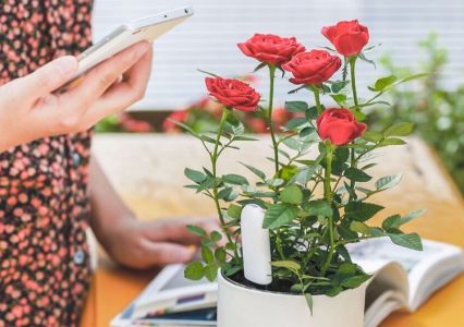 Moniteur à Plante